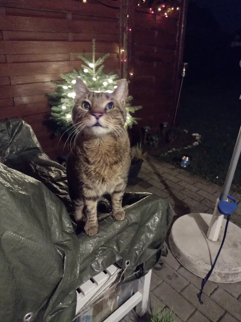 Andachtsbild von Corinna mit Emma, Jengi, Pummelchen und anderen Sternleine im Herzen