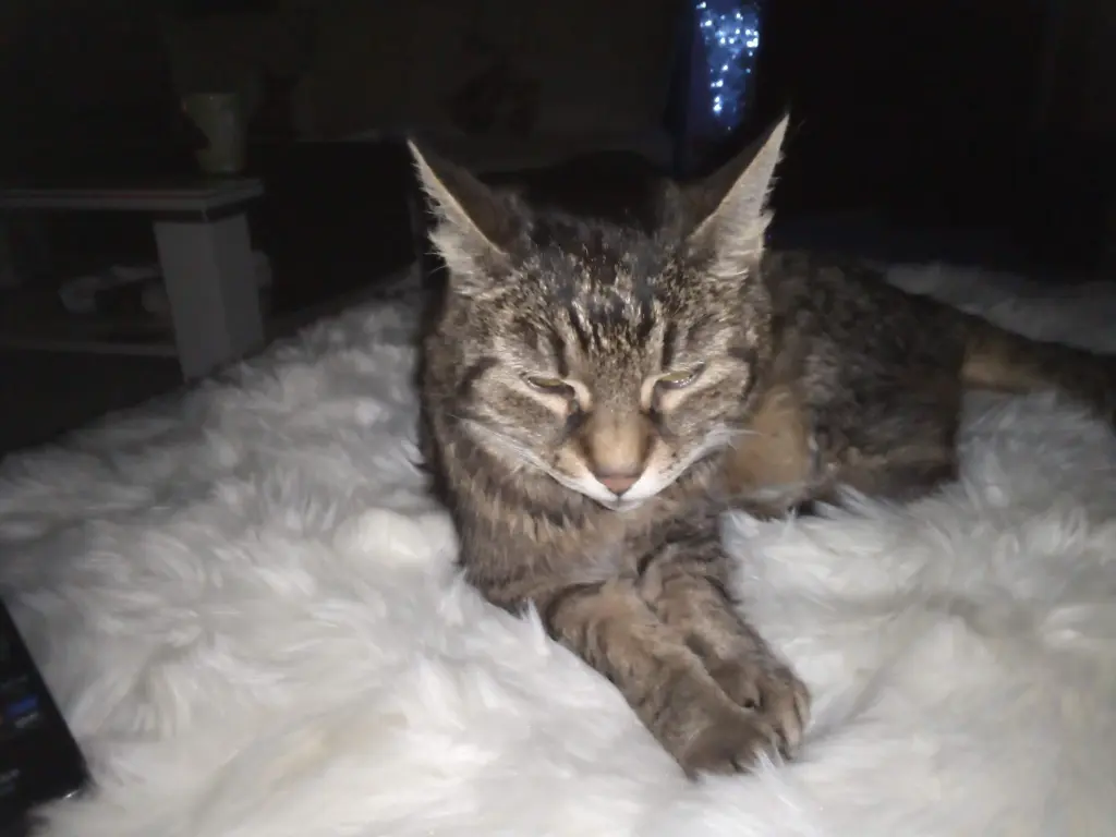 Andachtsbild von Für Dich mein allerliebster kleiner Schatz ♥️