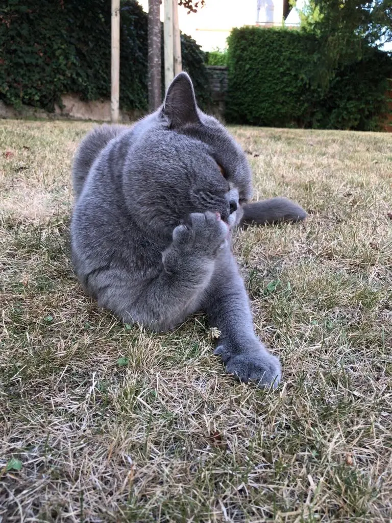 Andachtsbild von An Sisi und Netti