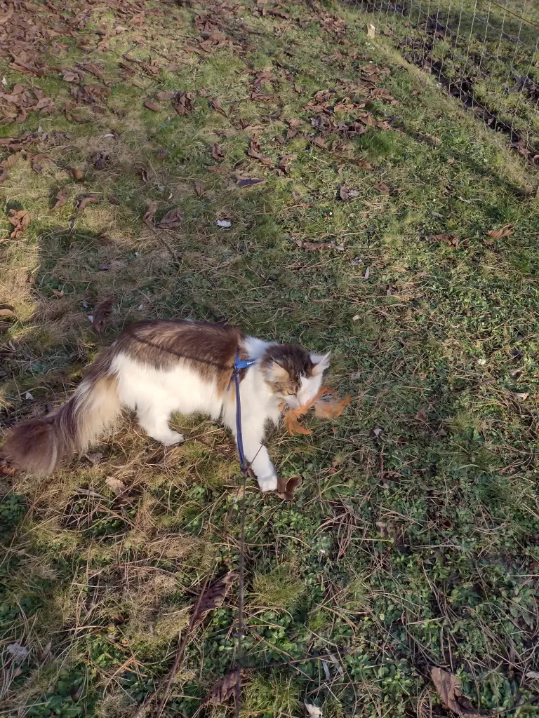 Andachtsbild von Corinna mit Emma, Jengi, Pummelchen und anderen Sternleine im Herzen