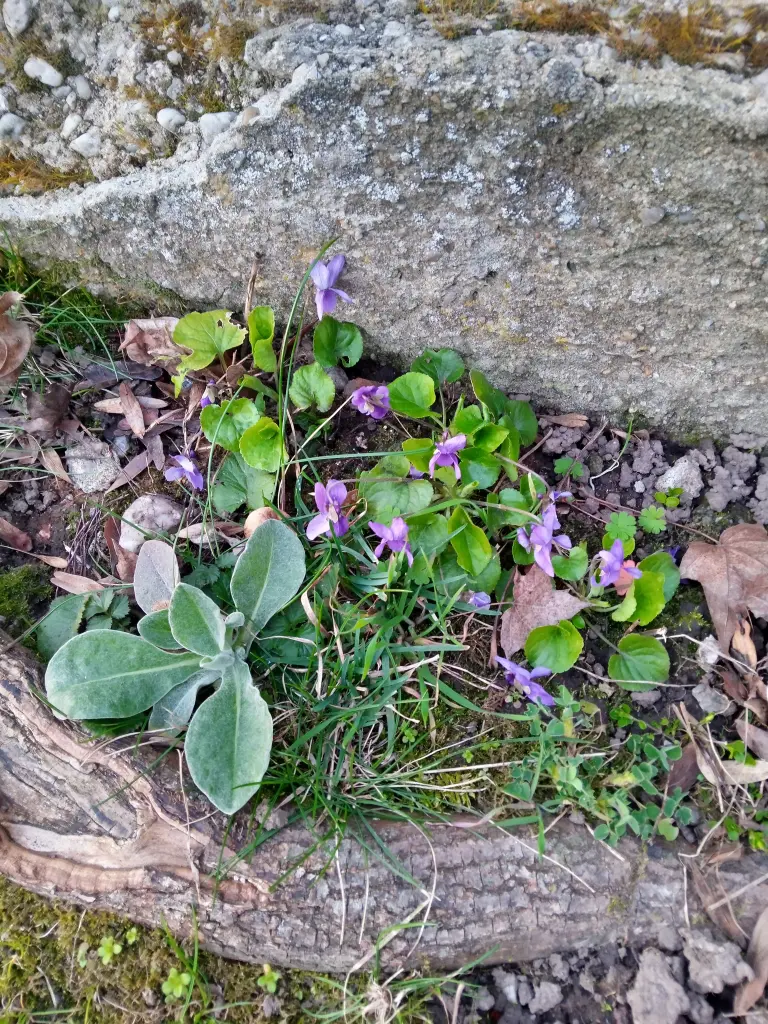 Andachtsbild von Für mein geliebtes kleines Puppikind ♥️
