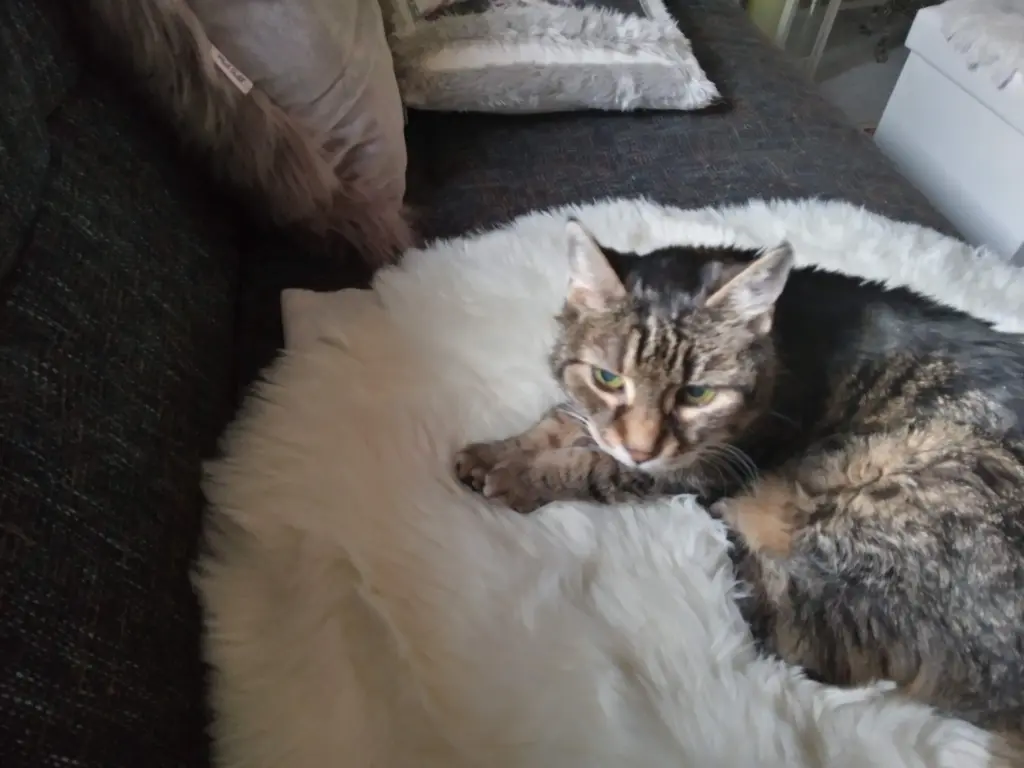 Andachtsbild von Für mein kleines Puppikind ❤️