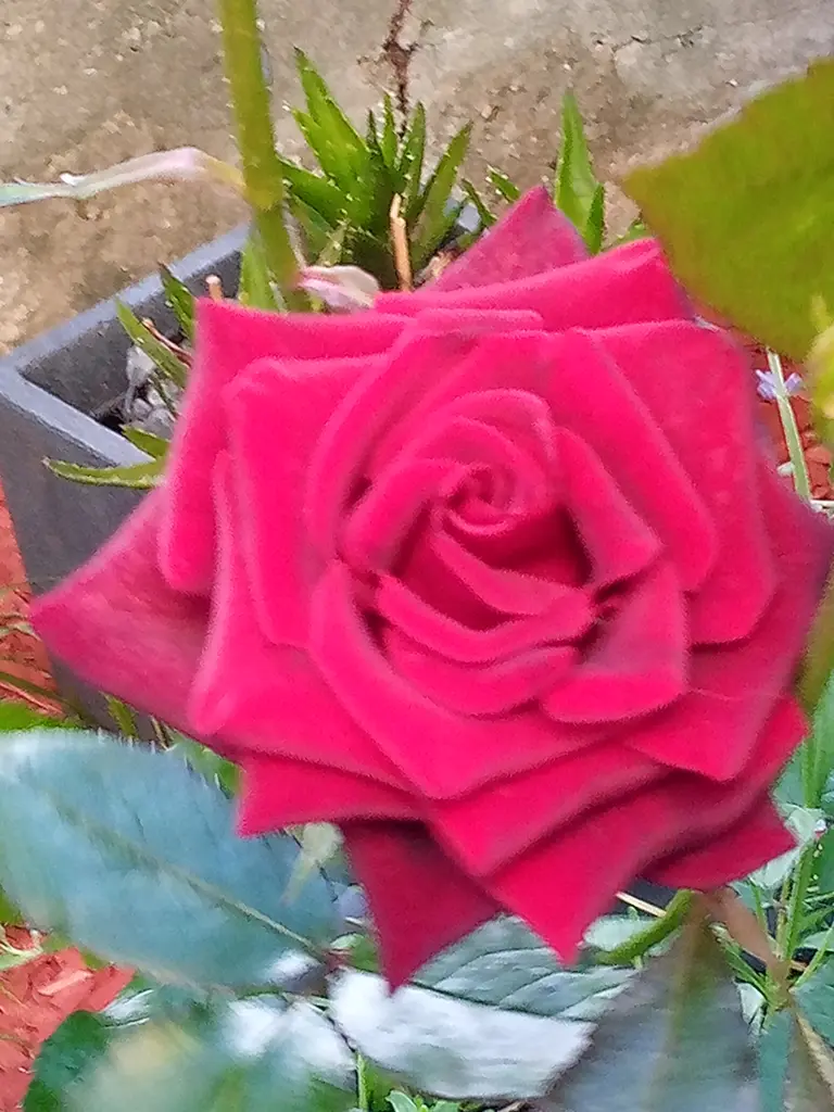 Andachtsbild von Für meine kleine Puppi ❤️