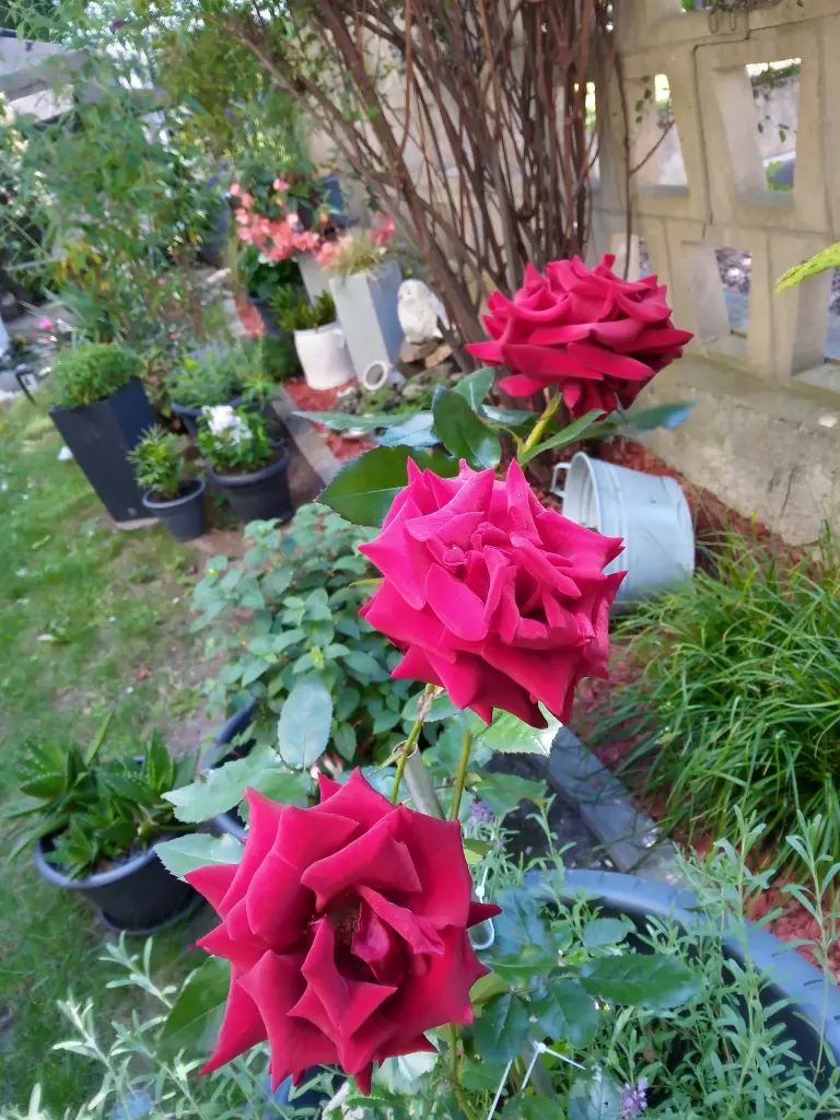 Andachtsbild von ❤️❤️❤️