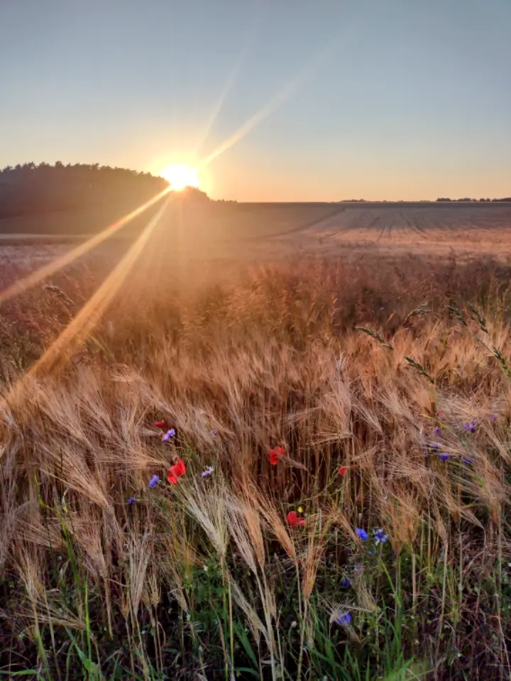 Andachtsbild von Corinna mit Emma, Jengi, Pummelchen und anderen Sternleine im Herzen