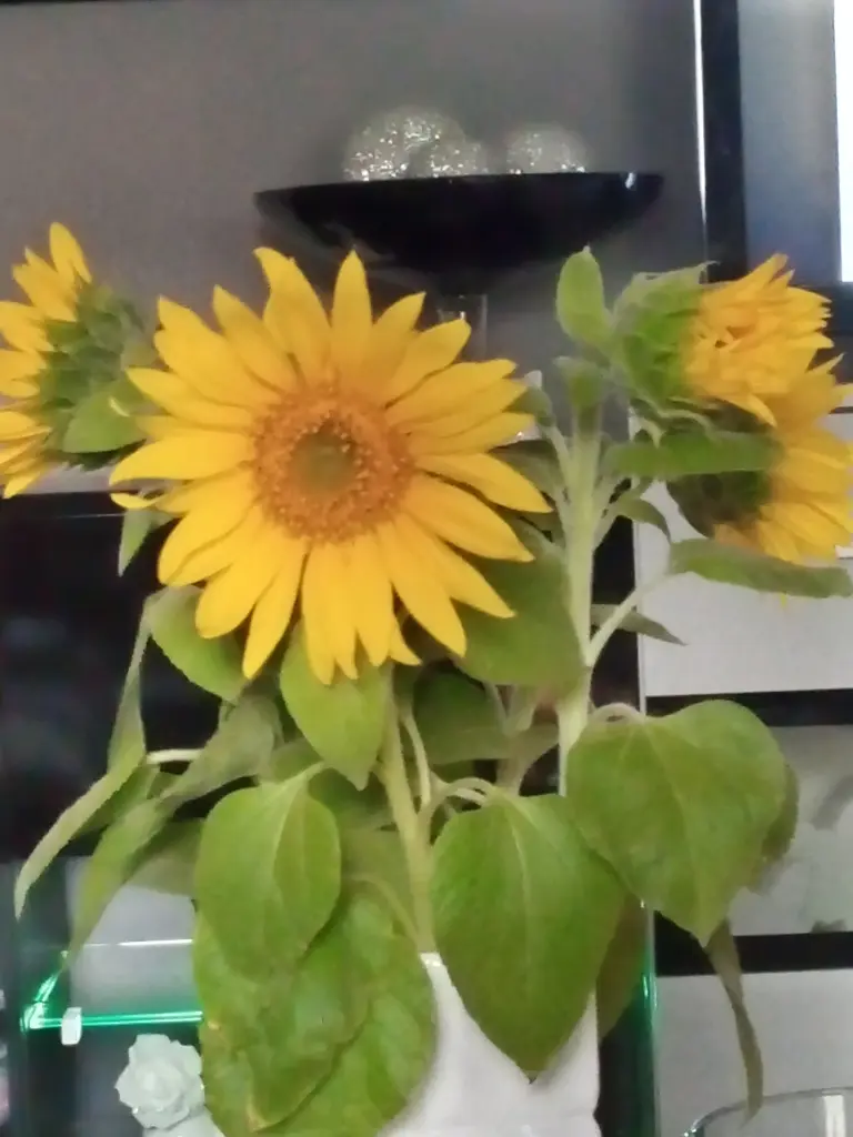 Andachtsbild von Für Dich mein kleines Sonnele ❤️