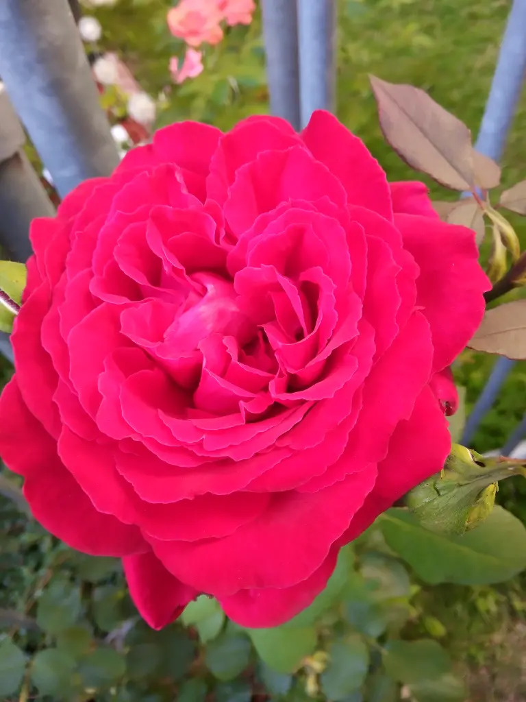 Andachtsbild von Für meinen allerliebsten kleinen Schatz ♥️