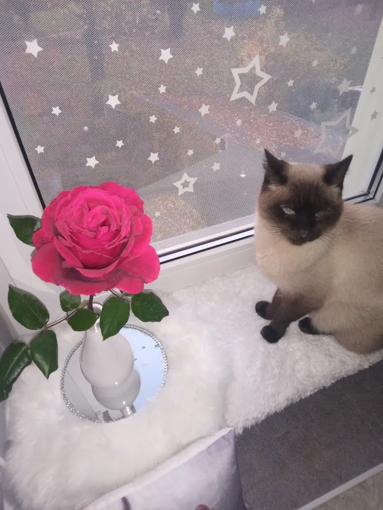 Andachtsbild von Für mein kleines Puppikind ❤️