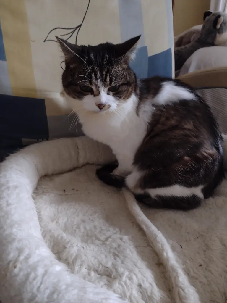 Andachtsbild von Corinna mit Emma, Jengi, Pummelchen und anderen Sternlein im Herzen