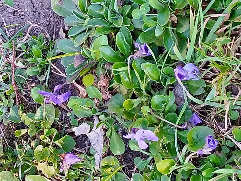 Andachtsbild von Unbekannt