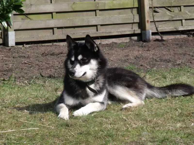 Condolence image of Silke