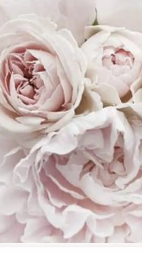 Condolence image of C,J,A,Ch