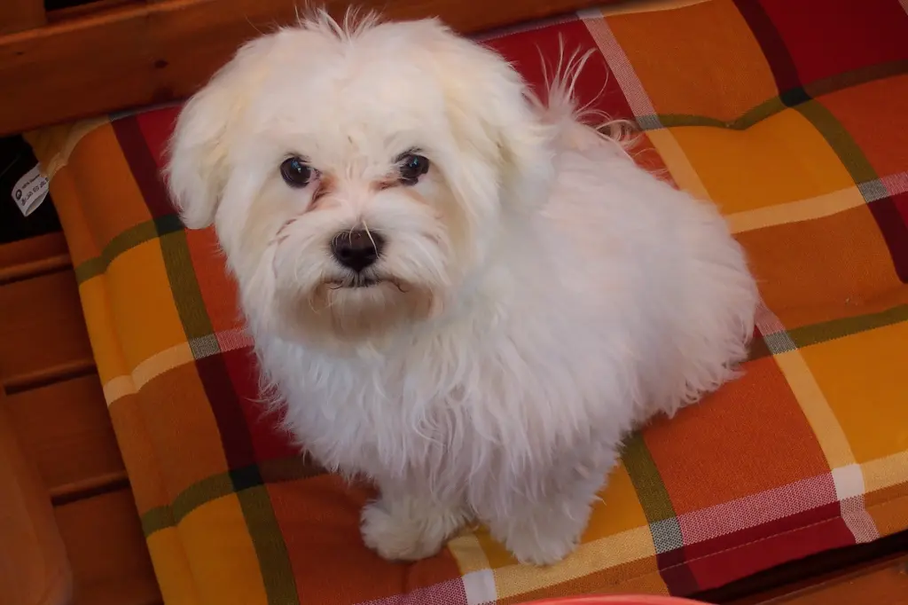 Image from Janosch