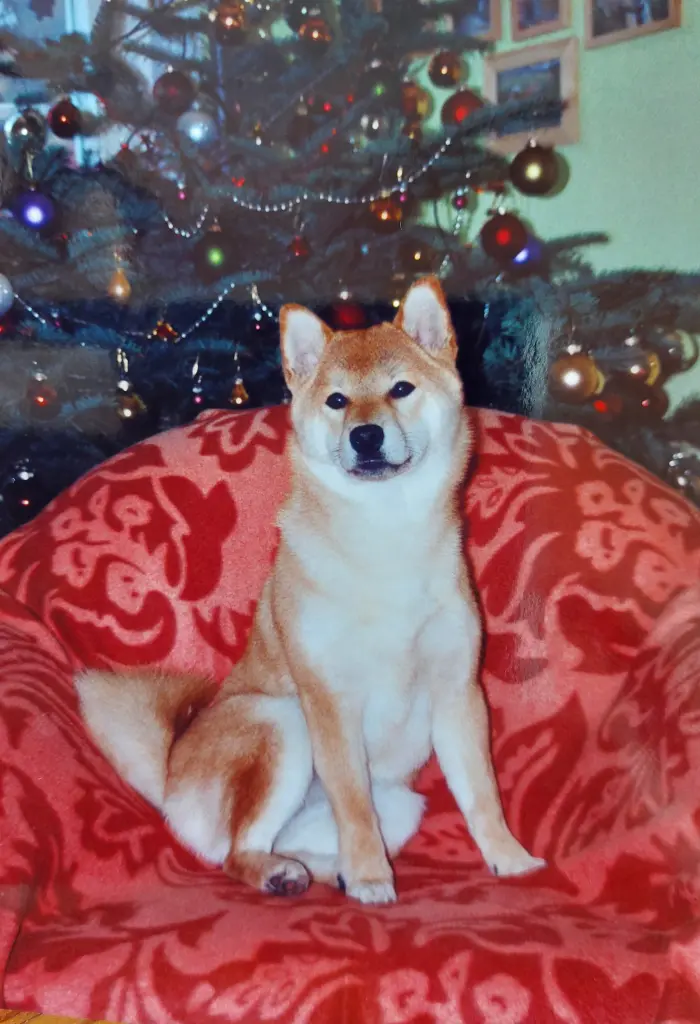 Image from Sayuri