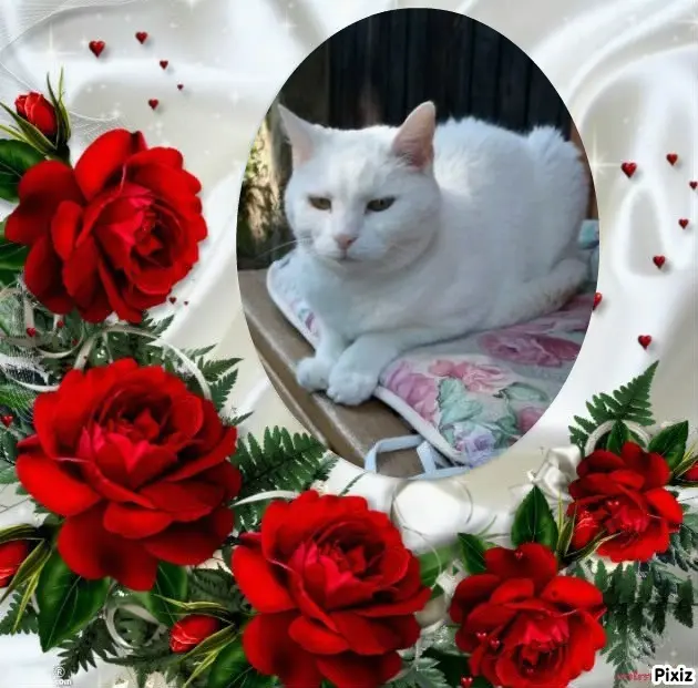 Andachtsbild von Post von Timmys Mutti Tanja an Lissy