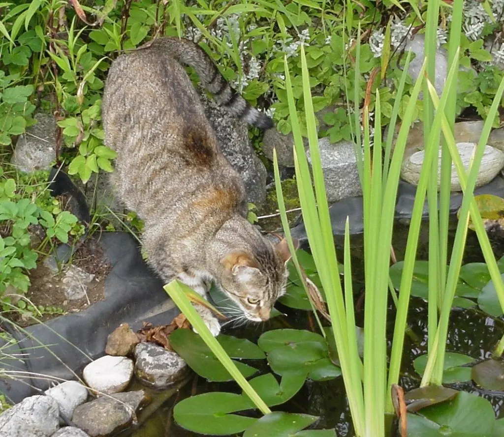 Andachtsbild von Elisabeth mit Marple im ♥