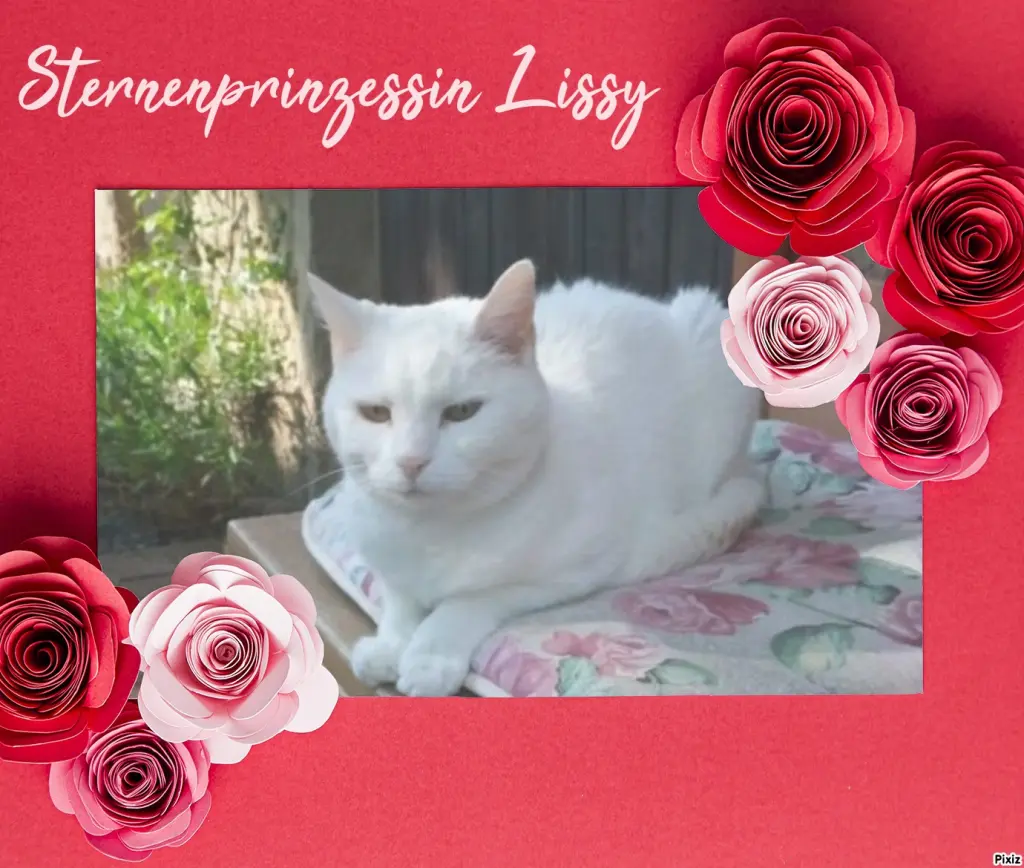 Andachtsbild von Post von Timmys Mutti Tanja an Sternenprinzessin Lissy