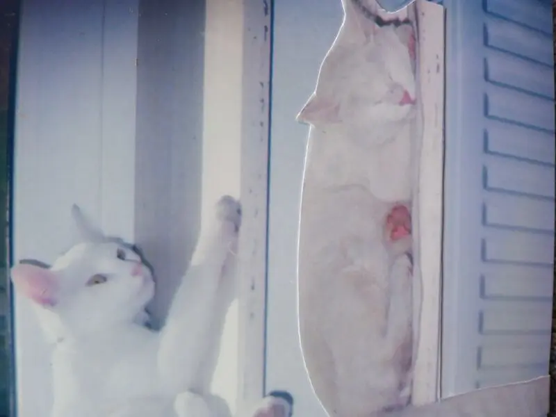 Andachtsbild von Für unsere kleine Liesl ♥️