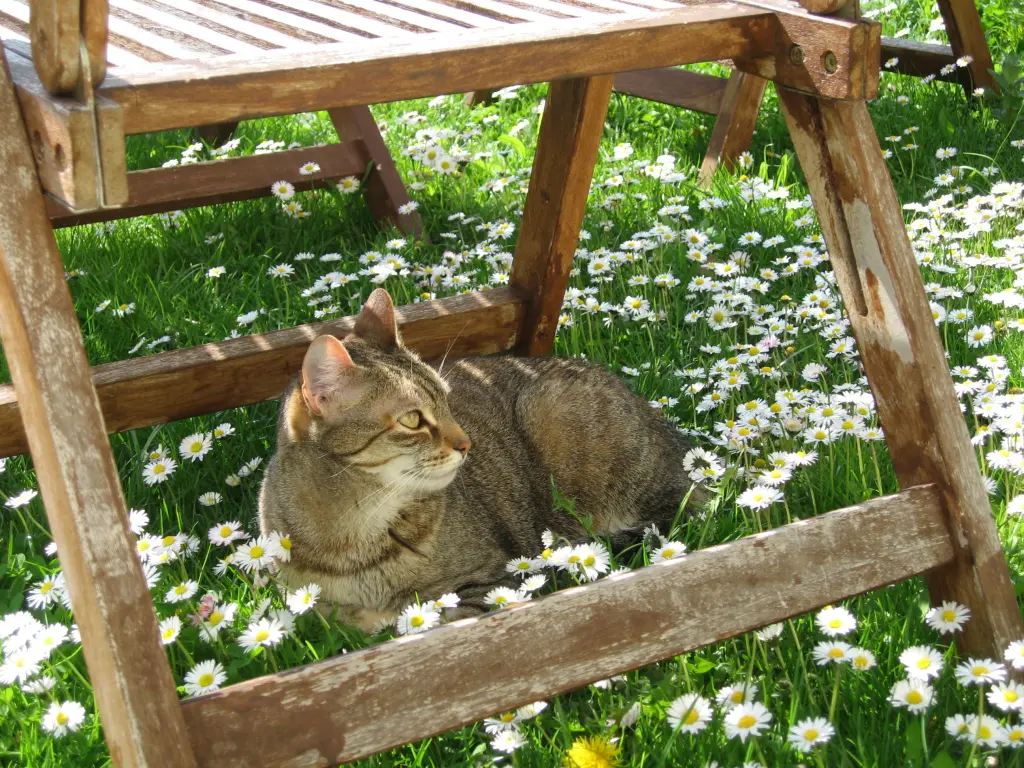 Andachtsbild von Elisabeth mit Marple im ♥