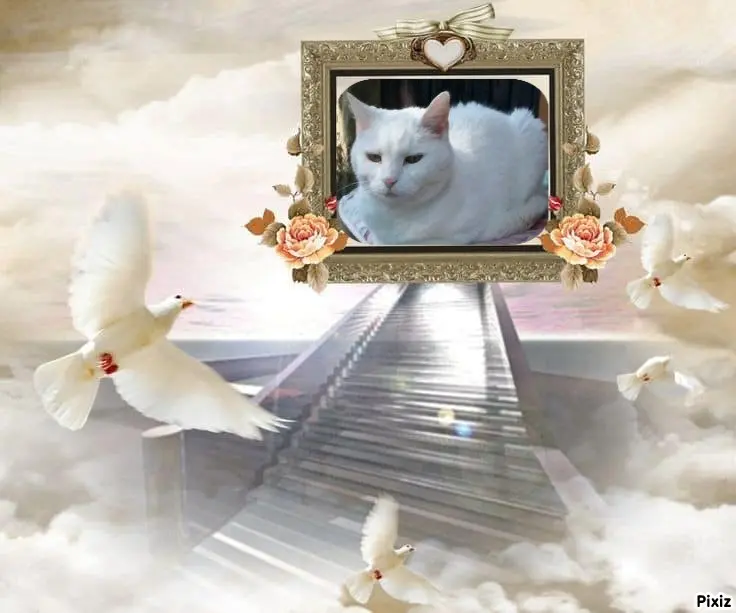 Andachtsbild von Post von Timmys Mutti Tanja an Sternenprinzessin Lissy