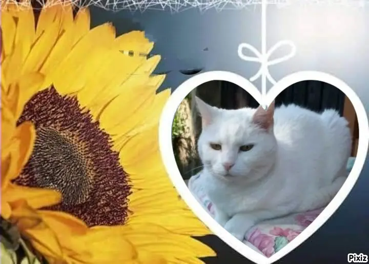 Andachtsbild von Post von Timmys Mutti Tanja an Sternenprinzessin Lissy