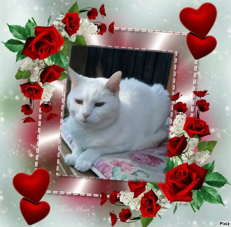 Andachtsbild von Post von Timmys Mutti Tanja an Sternenprinzessin Lissy 