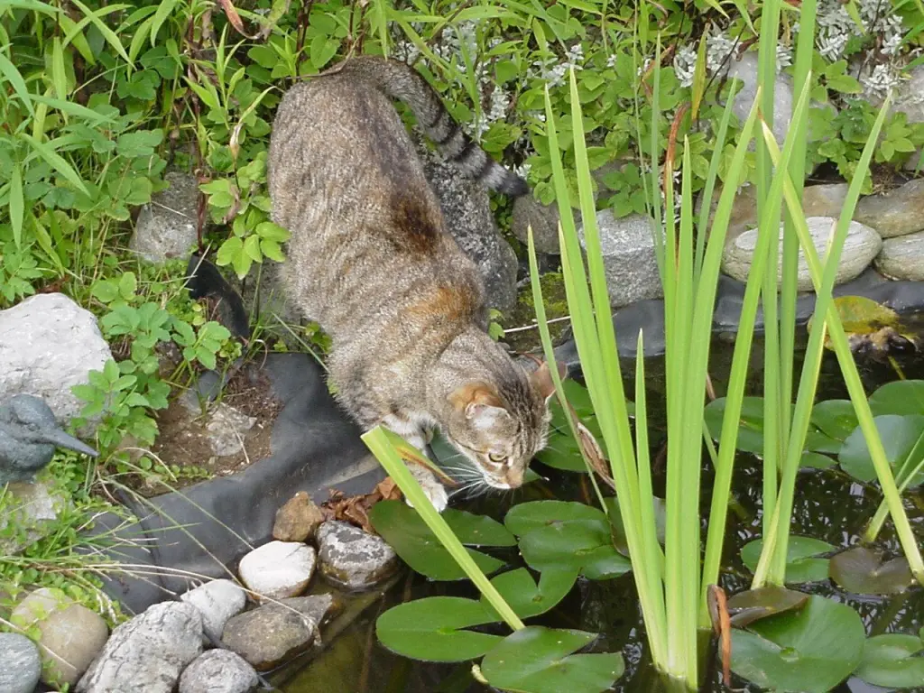 Andachtsbild von Marple