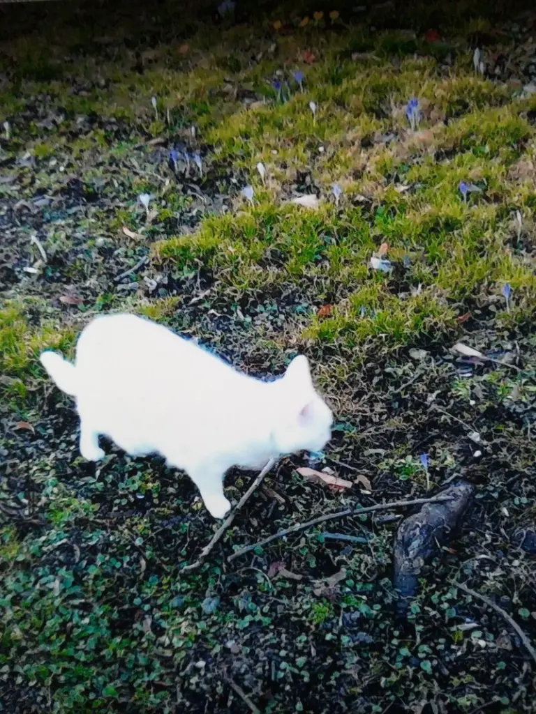 Andachtsbild von Für unser kleines Schneeweißchen ♥️