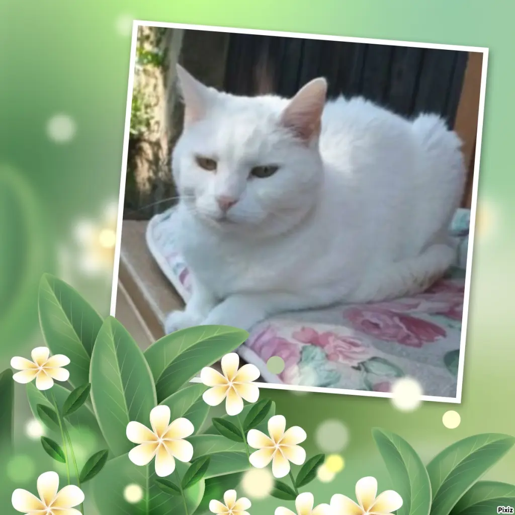 Andachtsbild von Timmys Mutti Tanja an Sternenprinzessin Lissy