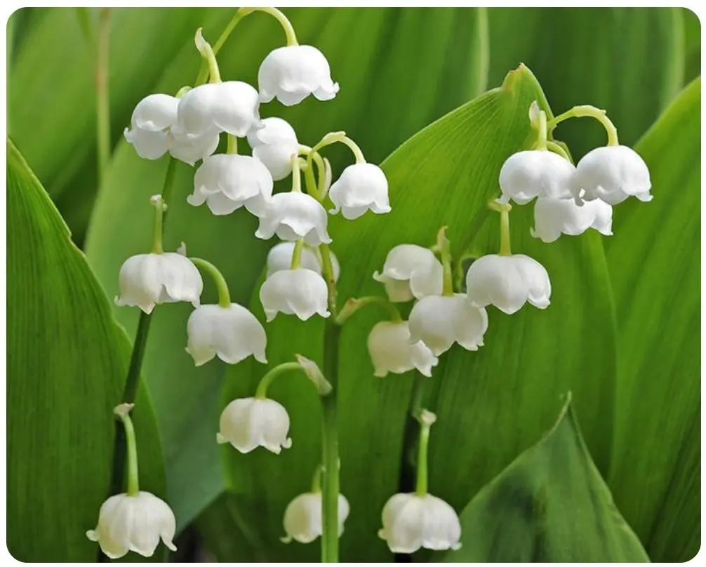 Andachtsbild von Unbekannt