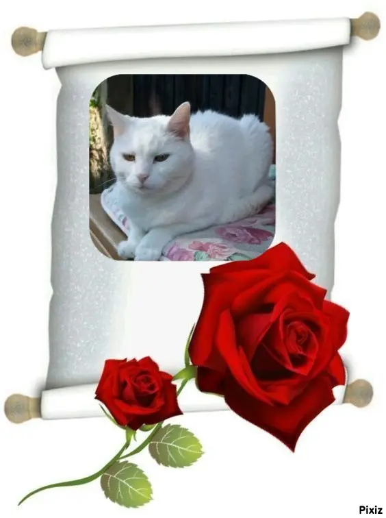 Andachtsbild von Timmys Mutti Tanja an Sternenprinzessin Lissy