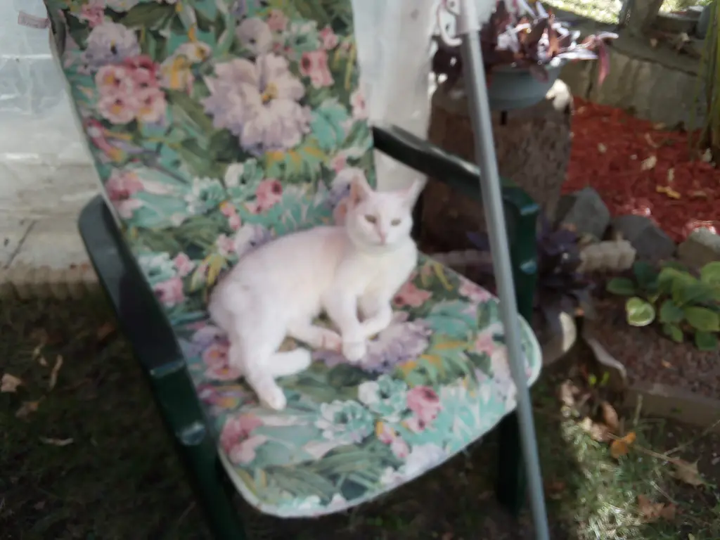 Andachtsbild von Für unser kleines Schneeweißchen ♥️