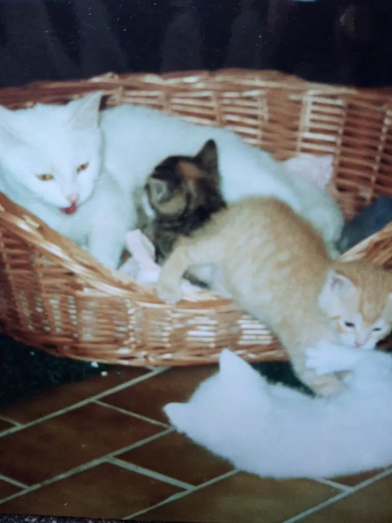 Andachtsbild von Für unser kleines Schneeweißchen ♥️