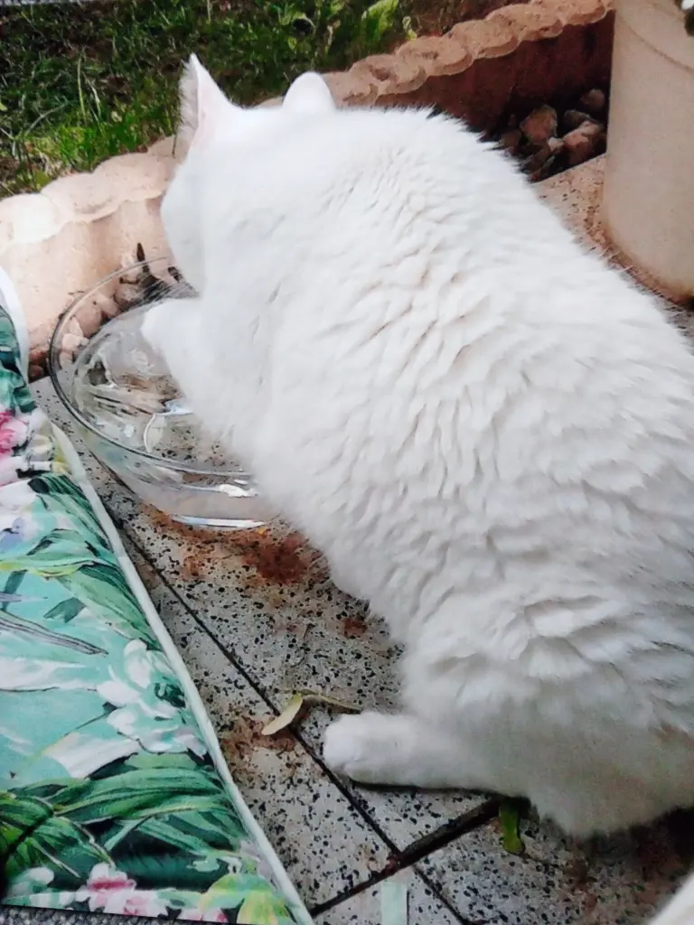 Andachtsbild von Für unseren allerliebsten kleinen Eisbären ♥️