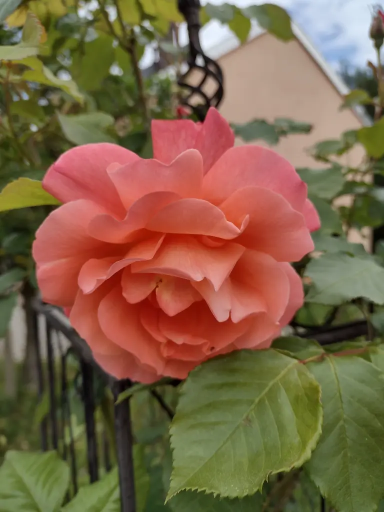 Andachtsbild von Corinna mit Emma, Pummelchen und anderen Sternlein im ❤️