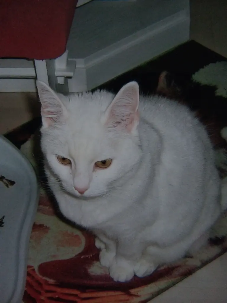 Andachtsbild von Für unsere kleine Liesl ♥️