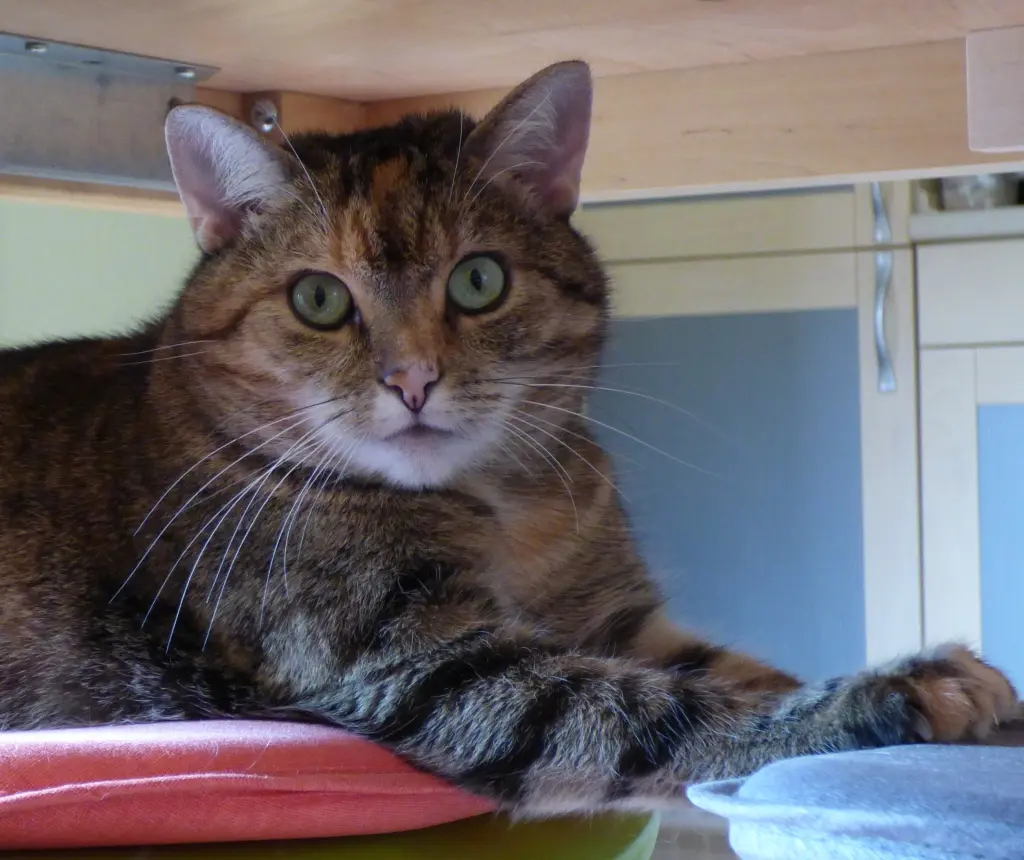 Andachtsbild von Pauline und Daniela an Lissy und Sisi ❤️