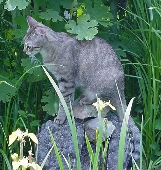 Andachtsbild von Marple