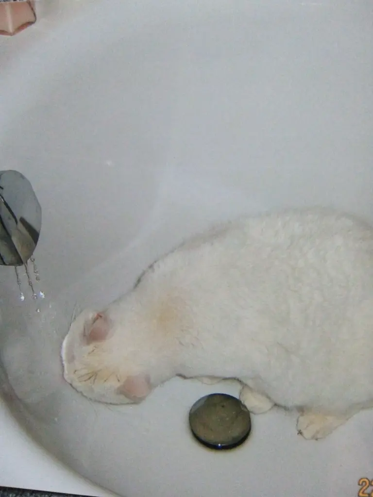 Andachtsbild von Für unser liebes Lieschen ♥️