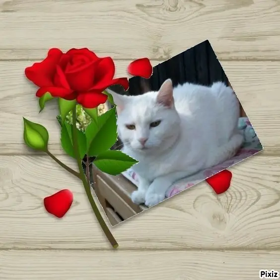 Andachtsbild von Timmys Mutti Tanja an Sternenprinzessin Lissy