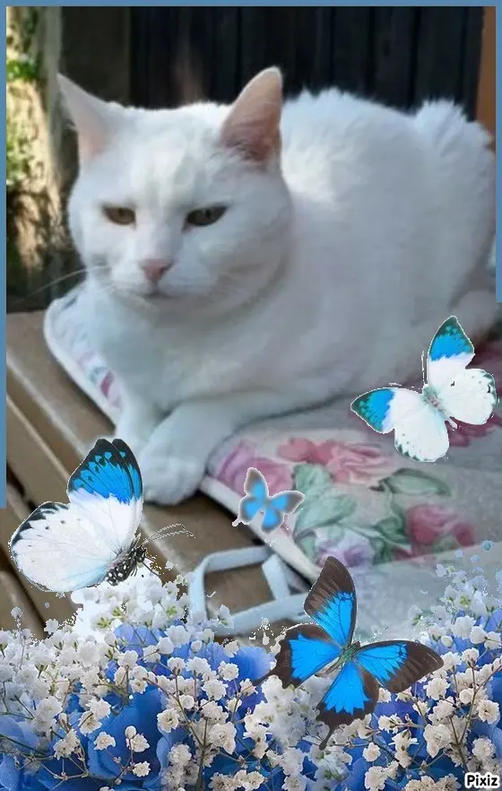 Andachtsbild von Timmys Mutti Tanja an Sternenprinzessin Lissy