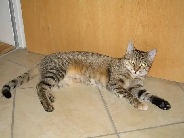 Andachtsbild von Marple