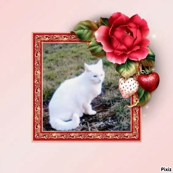 Andachtsbild von Sternchenpost ⭐