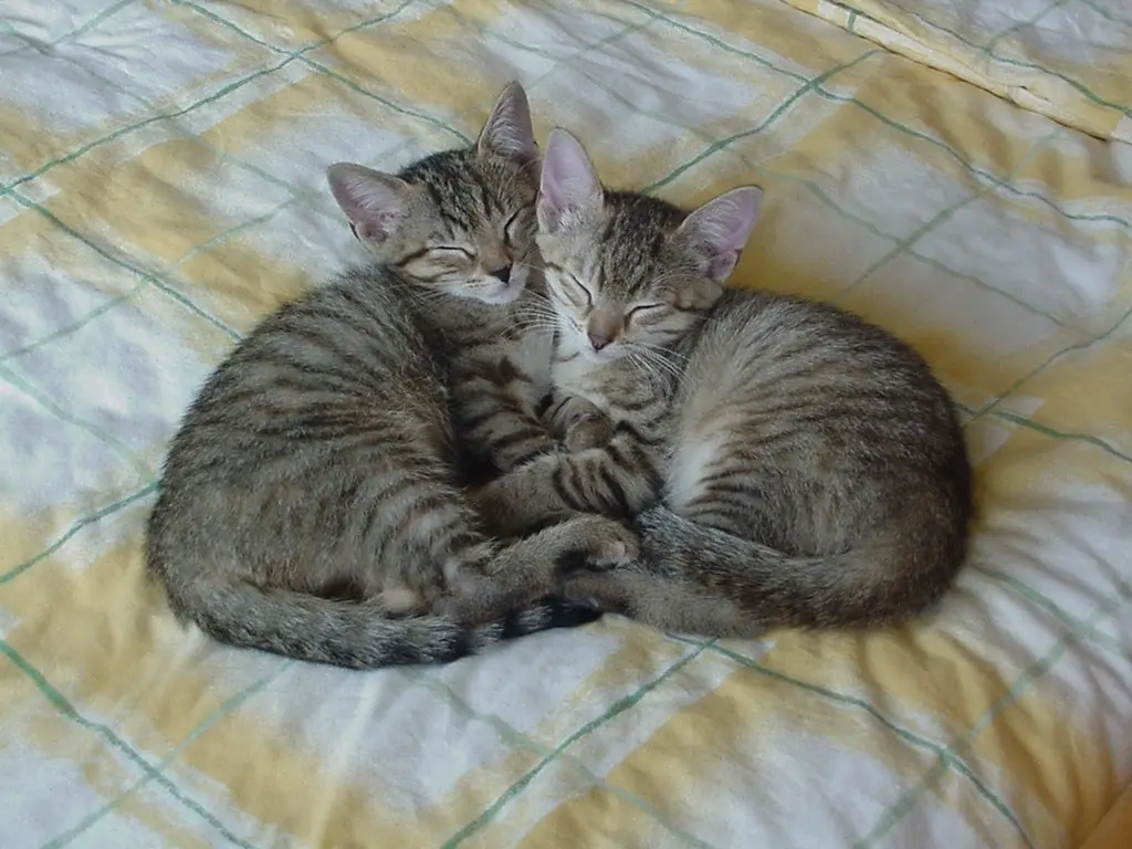 Andachtsbild von Elisabeth mit Marple im ♥