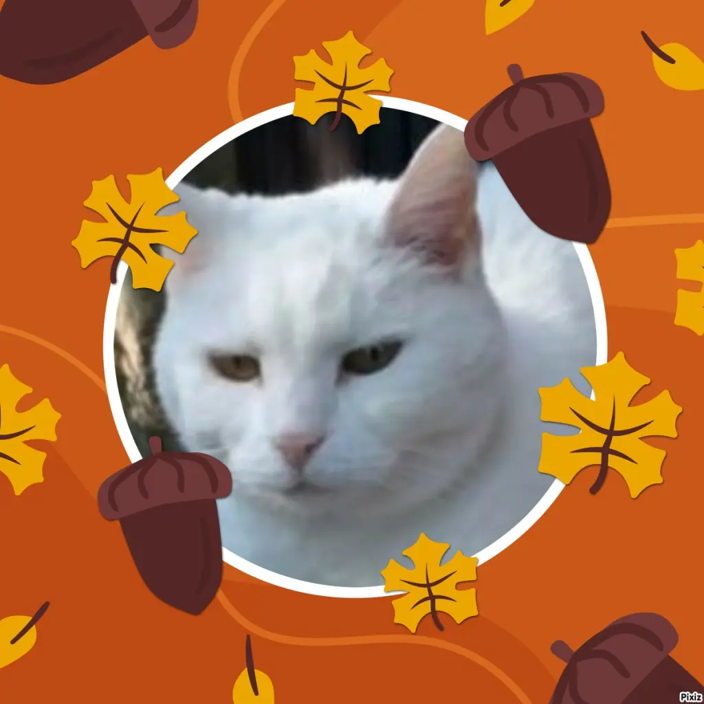 Andachtsbild von Timmys Mutti Tanja an Sternenprinzessin Lissy❤