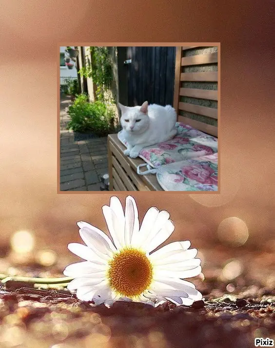 Andachtsbild von Timmys Mutti Tanja an Sternenprinzessin Lissy❤