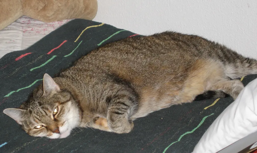 Andachtsbild von Marple an Lissy