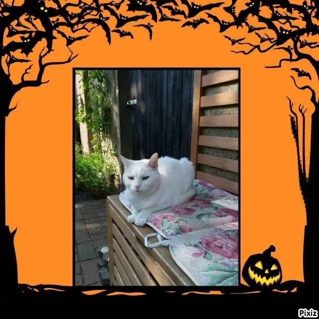 Andachtsbild von Timmys Mutti Tanja an Sternenprinzessin Lissy ❤