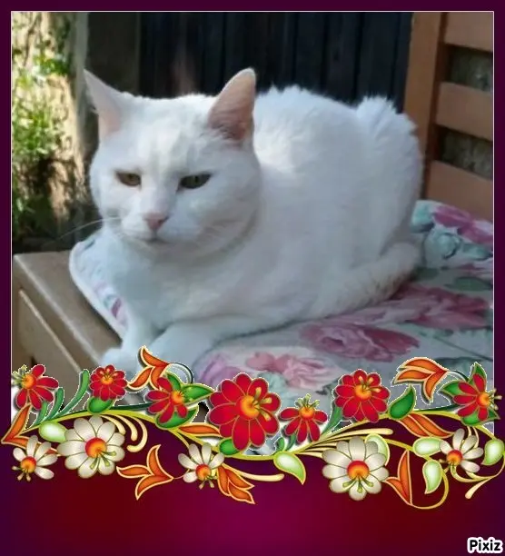 Andachtsbild von Timmys Mutti Tanja an Sternenprinzessin Lissy ❤