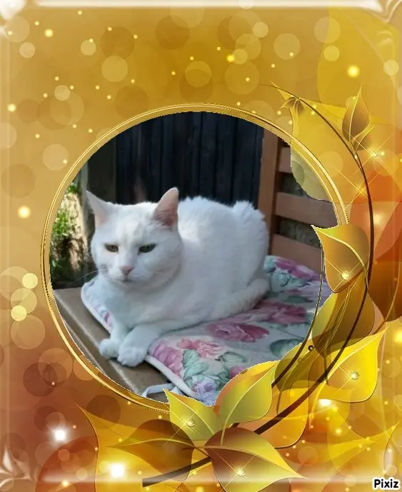 Andachtsbild von Timmys Mutti Tanja an Sternenprinzessin Lissy ❤